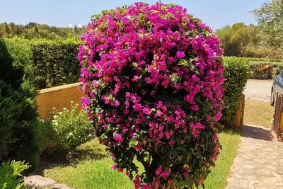 Image de Appartement avec jardin 1/15 - Porto Pollo - Isola dei Gabbiani - Palau