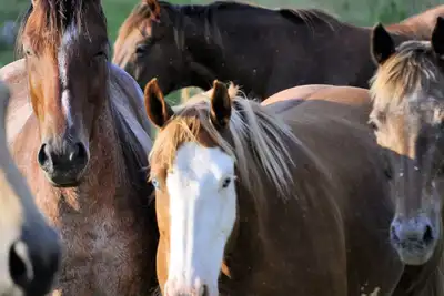 Image de Cabane au bord de la rivière nichée dans une ferme équestre, relax, animaux de compagnie et animaux bienvenus