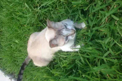 Image de Belle chambre plage voisine, 2 lit