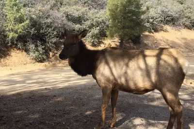 Image de Charmante cabine de deux chambres située dans les montagnes de Hualapai pour 8 personnes