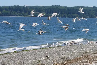 Image de Retraite front de mer - observation des oiseaux, le kayak, détente, escapade.