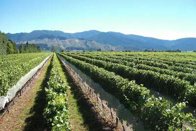 Image de Marlborough Magic - Maison de vacances Rapaura