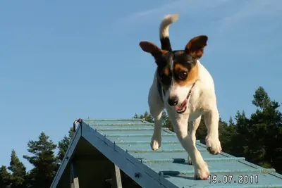 Image de Forsthaus Metzelthin - Des vacances avec un chien