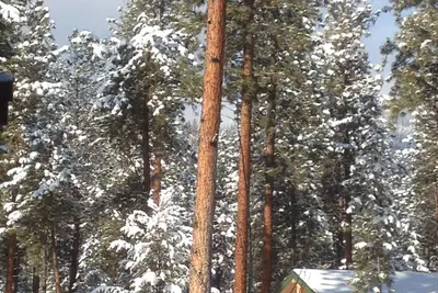Image de Cabine de vacances moderne de taille familiale dans le style rustique des montagnes Rocheuses
