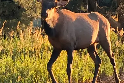Image de Ruthies Mountain View