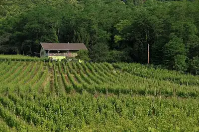 Image de Gîte du Weinbaum à Bergheim