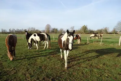 Image de Repos Ă la ferme au milieu de nos 10 chevaux en pleine nature. \nLe wifi marche.