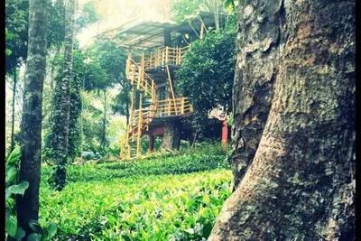 Image de Nature Plantation Vue / Couples / Maison dans l'arbre