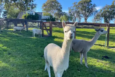 Retraite mouton chic de la ferme Anavo