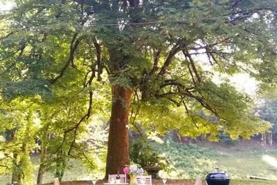 Image de Le tilleul de Bressolles