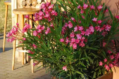 Image de Ferienwohnung auf Pferdehof bei Neustadt