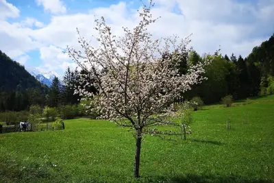 Image de Appartement / app. pour 5 personnes à 104 m² à Ruhpolding (122939)