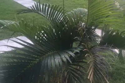 Image de Village de la couronne rouge