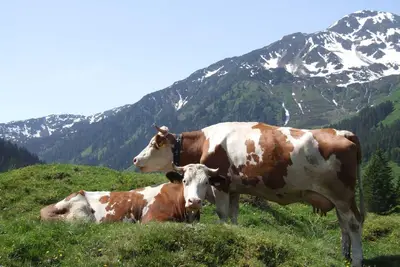 Image de Suite Junior Lanerköpfl avec petit-déjeuner - Hotel Schneeberger