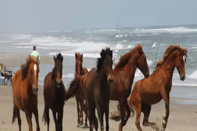 Image de Pieds à la mer, pieds dans le sable 3 Condo 2 salles de bain