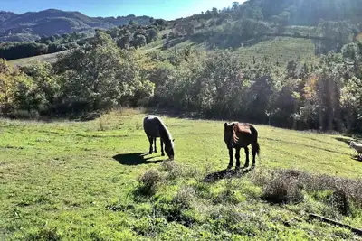 Appartement Tournesols dans la ferme très proche de Assise