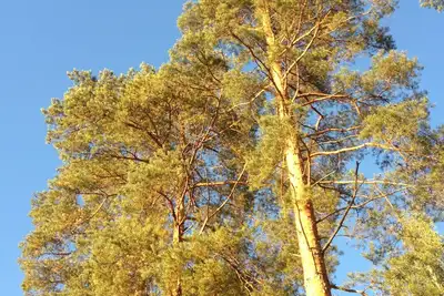 Image de Отдых в райском уголке в двухкомнатной квартире