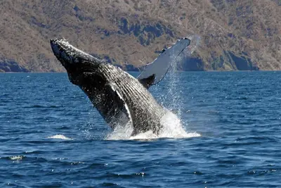 Image de Votre propre piscine à l'arrière, 17e trou à l'avant, plage 2 blocs!