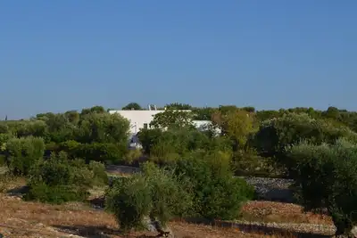 Image de Ancienne ferme au milieu des oliviers centenaires