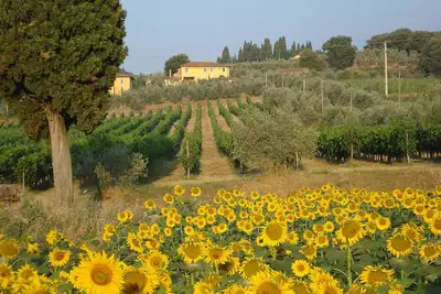 Image de Ferme authentique pour la famille et les amis avec piscine, parmi les vignes et les oliviers
