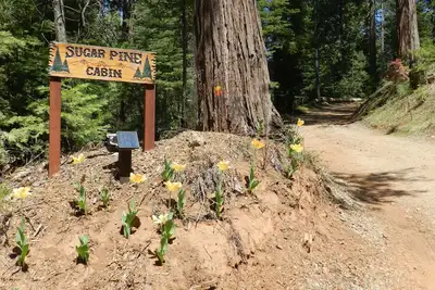 Image de Construction neuve août 2019 Cabane de pin à sucre dans la belle pinède de Mariposa