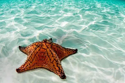 Image de Heated pool, Free Wifi, 5 min walk to 5th ave. followed by the beach.