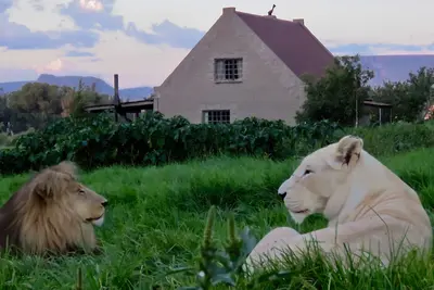 Image de Lion House @ggconservation pour les amoureux du lion et de la nature