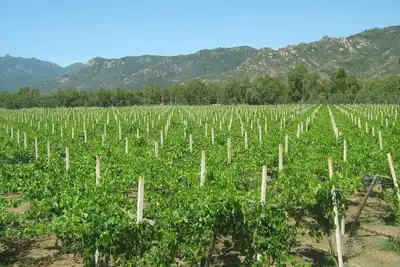 Image de Between vineyards and sea - Spacious apartment in farmhouse