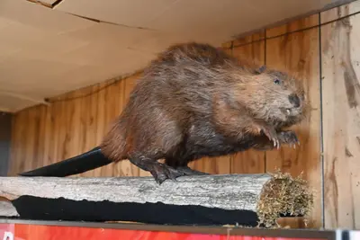 Image de Bushy Beaver Bar