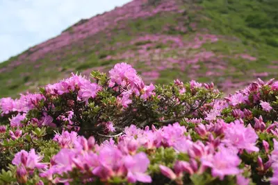 Image de Un espace calme dans un paysage rural