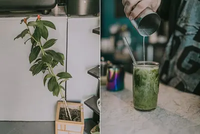 Image de Auberge écologique et café de spécialité