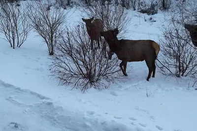 Image de Un condo de style urbain Escape Canmore situé dans les Rocheuses canadiennes