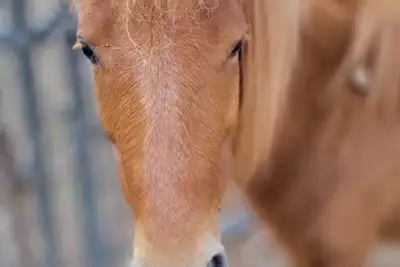 Image de Ferme de 10 acres