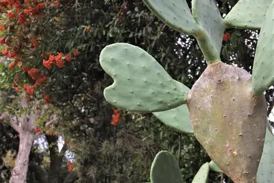 Image de Un paradis privé avec de l'eau vive près de la rivière Frio