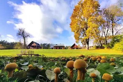 Image de Maison de vacances élégante dans la forêt au bord de l'eau pour des vacances en famille en Lituanie nature
