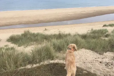 Image de Chien chalet convivial moments de belle plage de Winterton