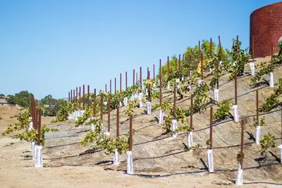 Image de Wine Country Hot Tub Vineyard View Home
