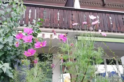 Image de Confortable appartement pour 6 personnes avec Tv, balcon, animaux admis et parking