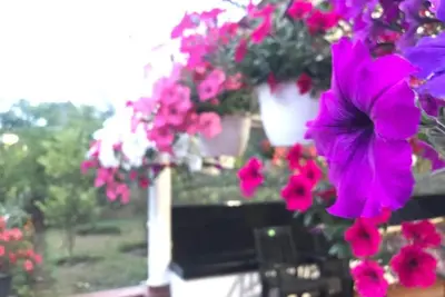 Image de ForĂŞt tropicale Kanthalloor Orchard