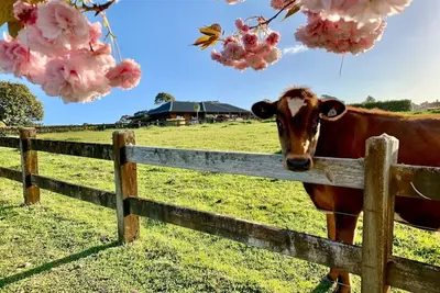 Image de Ferme spacieuse à proximité de l'aéroport d'Auckland