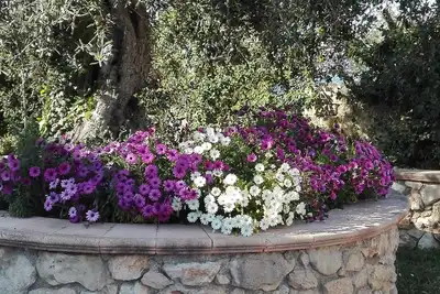 Image de Ciliegi in fiore hébergement touristique (vue sur la vallée du Tibre) près de Rome