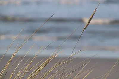 Image de proche de la plage et familial
