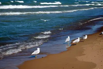 Image de Marchez jusqu'à la plage du lac Michigan depuis Cottage in the Woods - * Smores au bord de la mer *