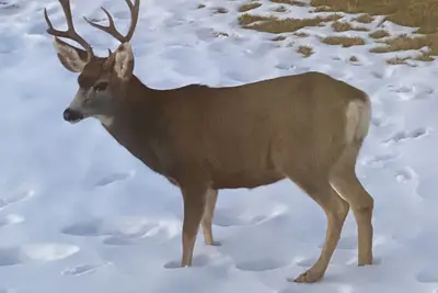 Image de Une belle maison exécutive avec de superbes vues et la faune