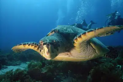 Image de Appartement T2 - Coco.