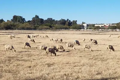 Image de Maison des moutons! Fa-baah-bulous!