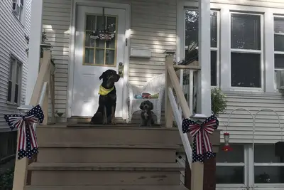 Image de Appartement pour les chiots avec cour clôturée