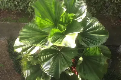Image de Vue magnifique sur le lagon face au golf, résidence sécurisée 50 m de la plage
