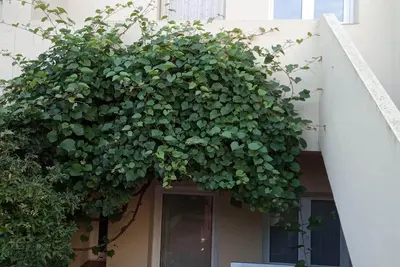 Image de House in the heart of the EmpordĂ . By train station and 15 km from the beach