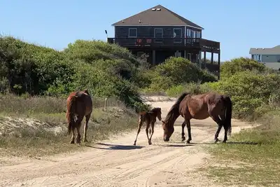 Image de La vie sur un banc de sable! Plage à 4 roues motrices